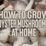 How to Grow Oyster Mushrooms for Beginners
