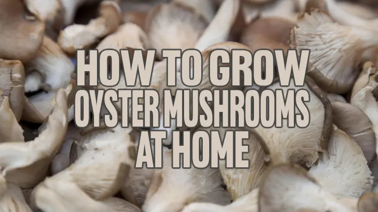 How to Grow Oyster Mushrooms for Beginners