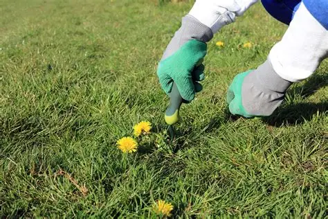 Best Products to Eliminate Lawn Weeds Effectively (2025 Guide)