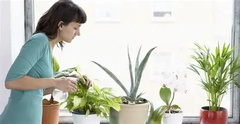 Buy Plant Care Services Near Me – Local Plant Care Experts in Your Area