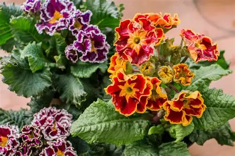 Buy Primrose Plant Care Kit | Ultimate Guide to Primrose Plant Care