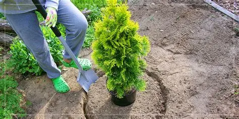 How to Take Care of Evergreen Trees – Expert Guide, Tools & Products