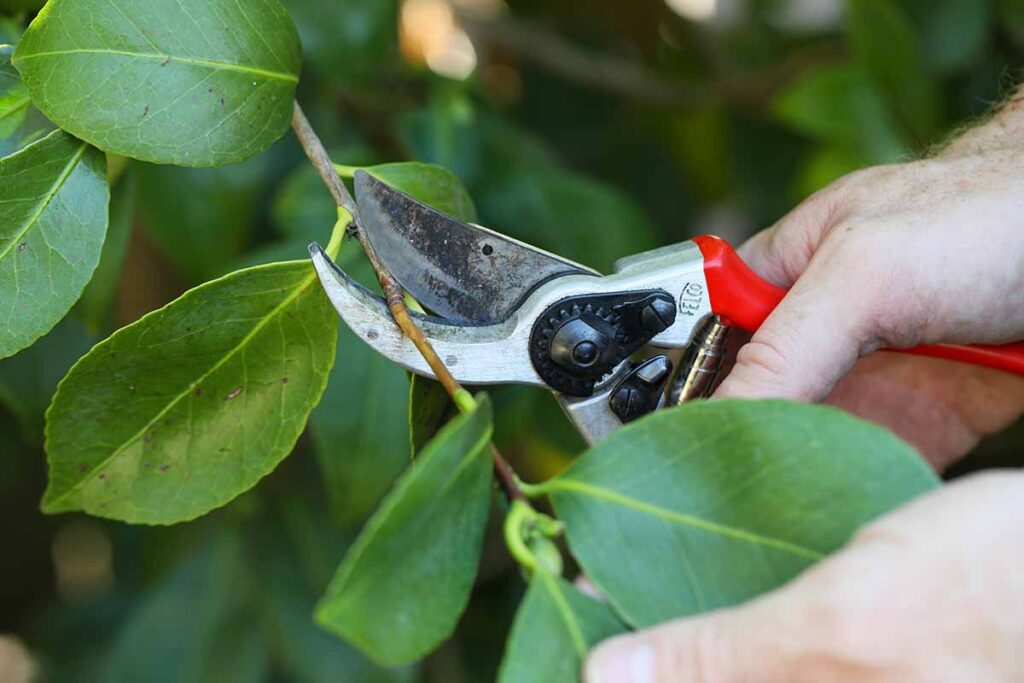 Best Tools for Trimming Camellias: Enhance Growth & Garden Health