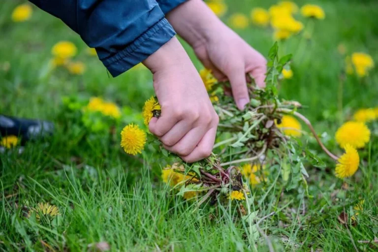 Taking Care of Weeds in Lawn: Best Methods, Products & Tips for a Weed‑Free Yard
