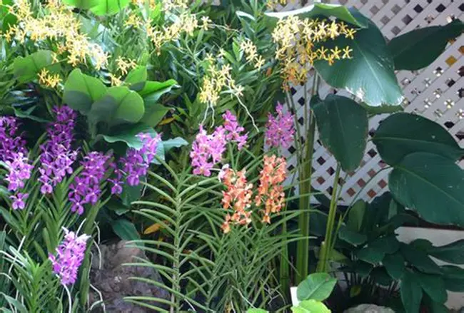 5 Outdoor Plants That Thrive in Tropical Climates